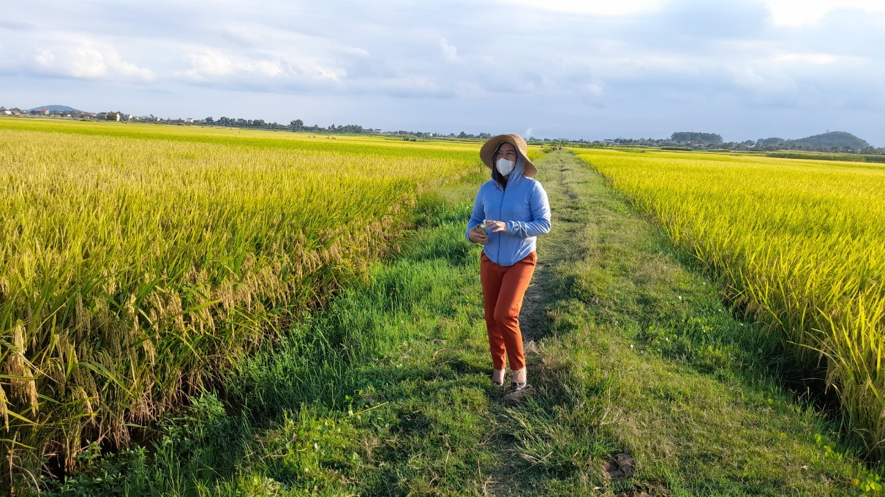 Đ/c Nguyễn Thị Mai, Bí thư Đảng ủy phường trực tiếp thăm đồng và chỉ đạo thu hoạch lúa hè thu